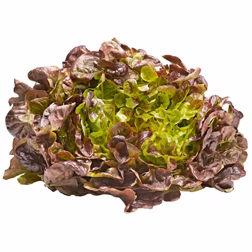 Lettuce Oakleaf Red 200g Netherlands